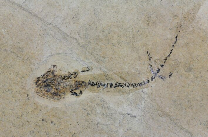 Permian Branchiosaur (Amphibian) Fossil - Germany #63620